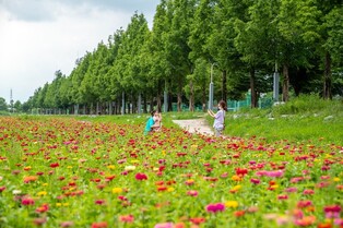 50,000 crape myrtles form a flower path in Bogangcheon Park