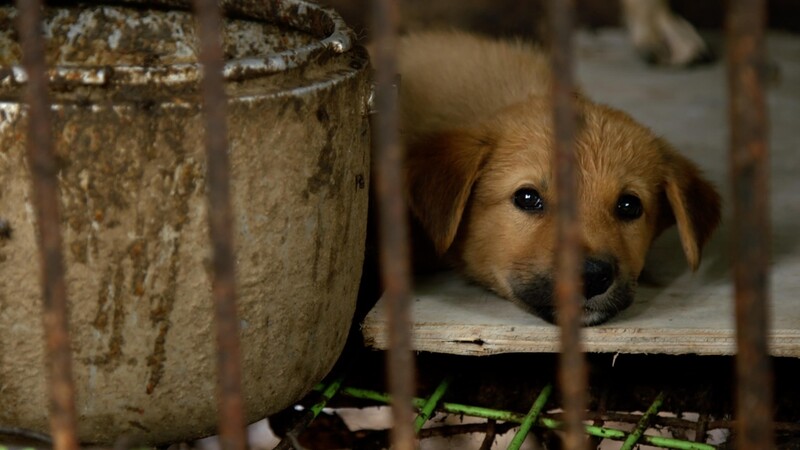 미드 '프렌즈' 감독이 조명한 한국 개고기 산업…다큐 '누렁이'