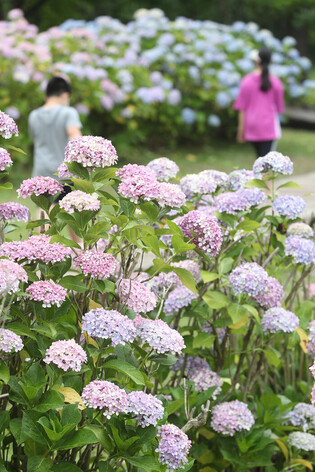 Hydrangeas on S. Korean island