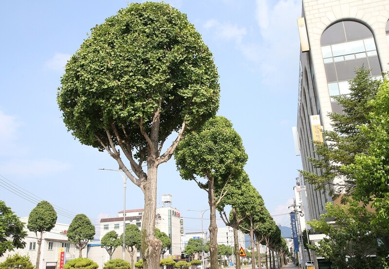Cloud-like gingko trees line up the streets of Chungju