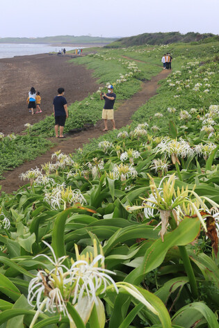 Crinum lily
