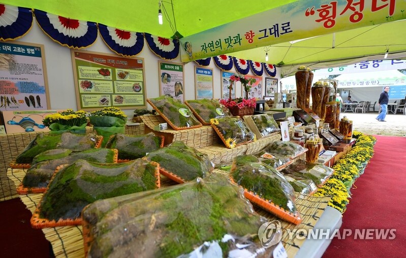 횡성더덕축제 코로나19 확산으로 취소