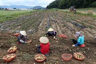 Potato harvesting