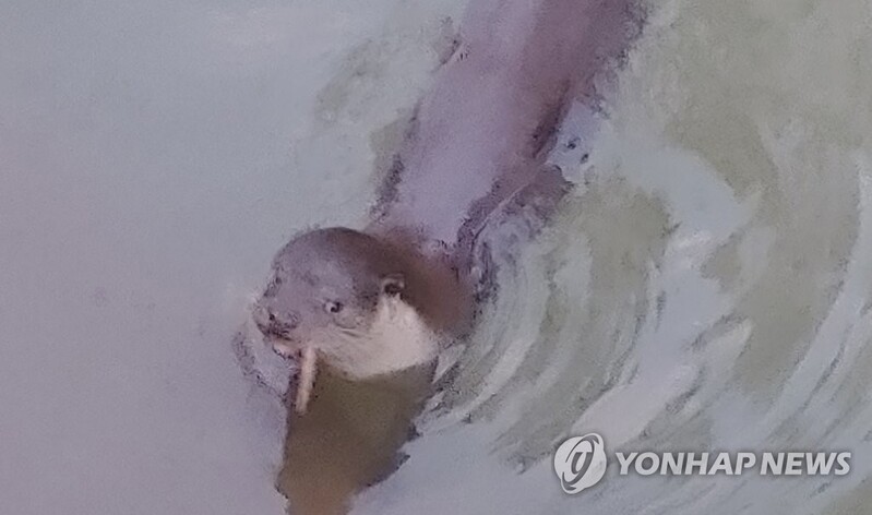 부산해양자연사박물관 8월 해양자연사전시품 수달 선정