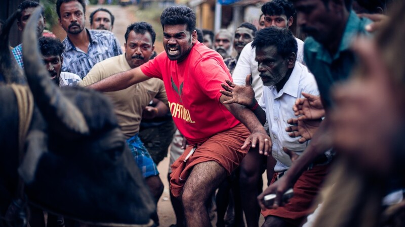 폭주하는 원시의 에너지…영화 '잘리카투'