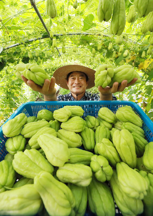 Harvesting tropical vegetable