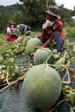Harvesting pricey watermelons
