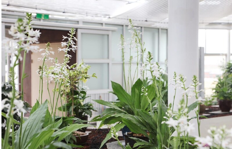 "신안 자은도로 한여름 피는 새우난초 보러 오세요"