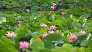 Lotus flowers
