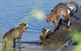 Endangered animal found at stream