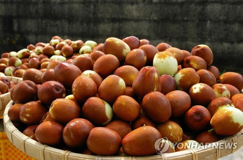 보은대추축제 2년 연속 온라인으로…10월 15∼31일 열려