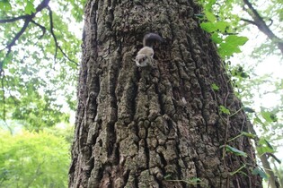 Flying squirrel