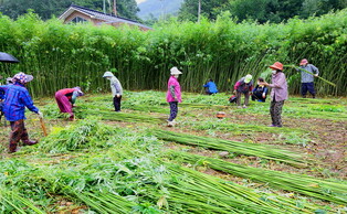 Farmers harvesting hemp