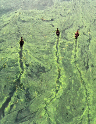 Green tides on lake