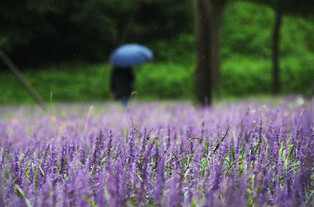 Autumn hastening rain