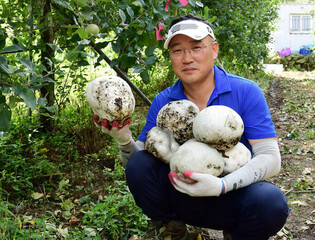 [K-Geography] Rare puffball mushrooms found at apple farm