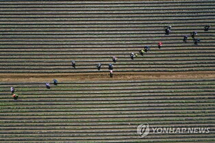Farmers plant radishes in the fall