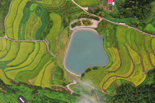 Daraengi paddies turning into autumn hue