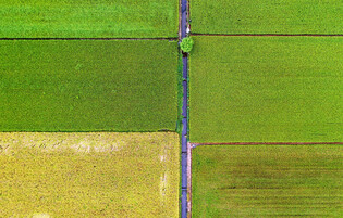 Ripening rice