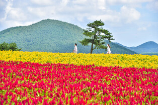 Field of cockscomb flowers