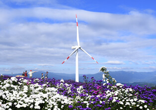 Asters in Gamaksan Geochang-gun delivering autumn scent
