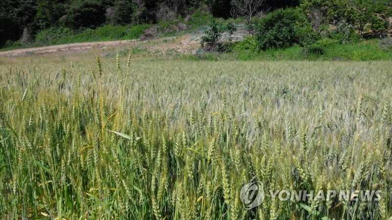 S. Korea to up self-sufficiency of grains, cut carbon emissions at farms