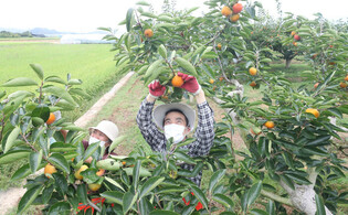 Persimmon harvesting