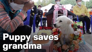 Korea’s first Honorary Rescue Dog