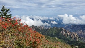 설악산 운해와 마가목