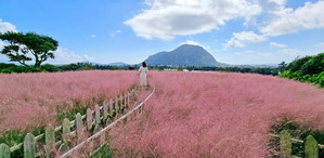 Pink Muhly in full bloom on Jeju Island