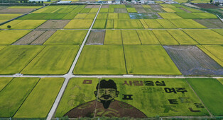 Rice paddy art