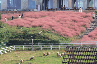 Autumn on Jeju Island