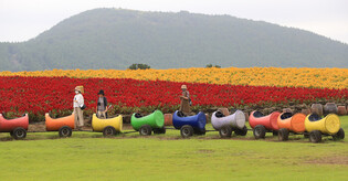 Field of cockscomb flowers