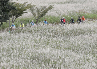 Field of silver grass