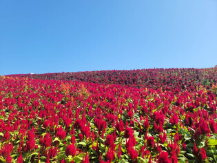 Colorful wave of cockscomb blossoms under the blue sky