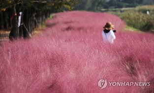 Field of pink grass