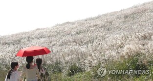 Field of silver grass in Jeju Island