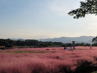 Field of pink muhly decorates Gyeongju
