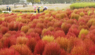 Autumn in red