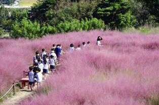 Pink muhly bloom of Sinsaeng Village in Namwon City