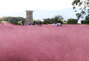 Pink Muhly blossoms in front of Cheomsongdae