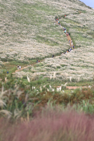 Blooming autumn on Jeju