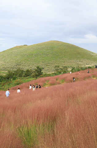 Jeju embroidered in pink and green