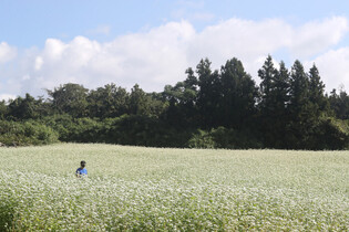 Buckwheat flowers in bloom