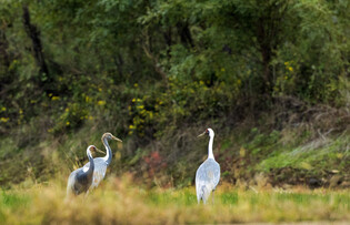 White-naped cranes' arrival