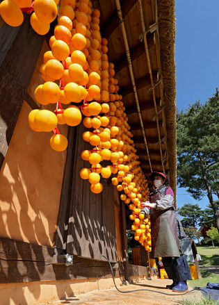 Drying persimmons