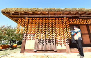 Drying persimmons