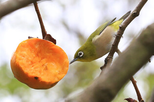 Persimmons for bird
