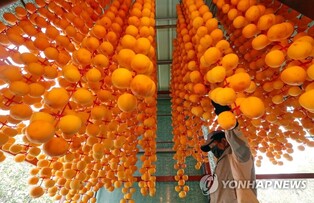 Drying persimmons