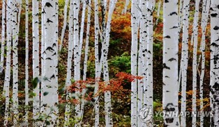 Colorful autumn leaves with silver birch trees